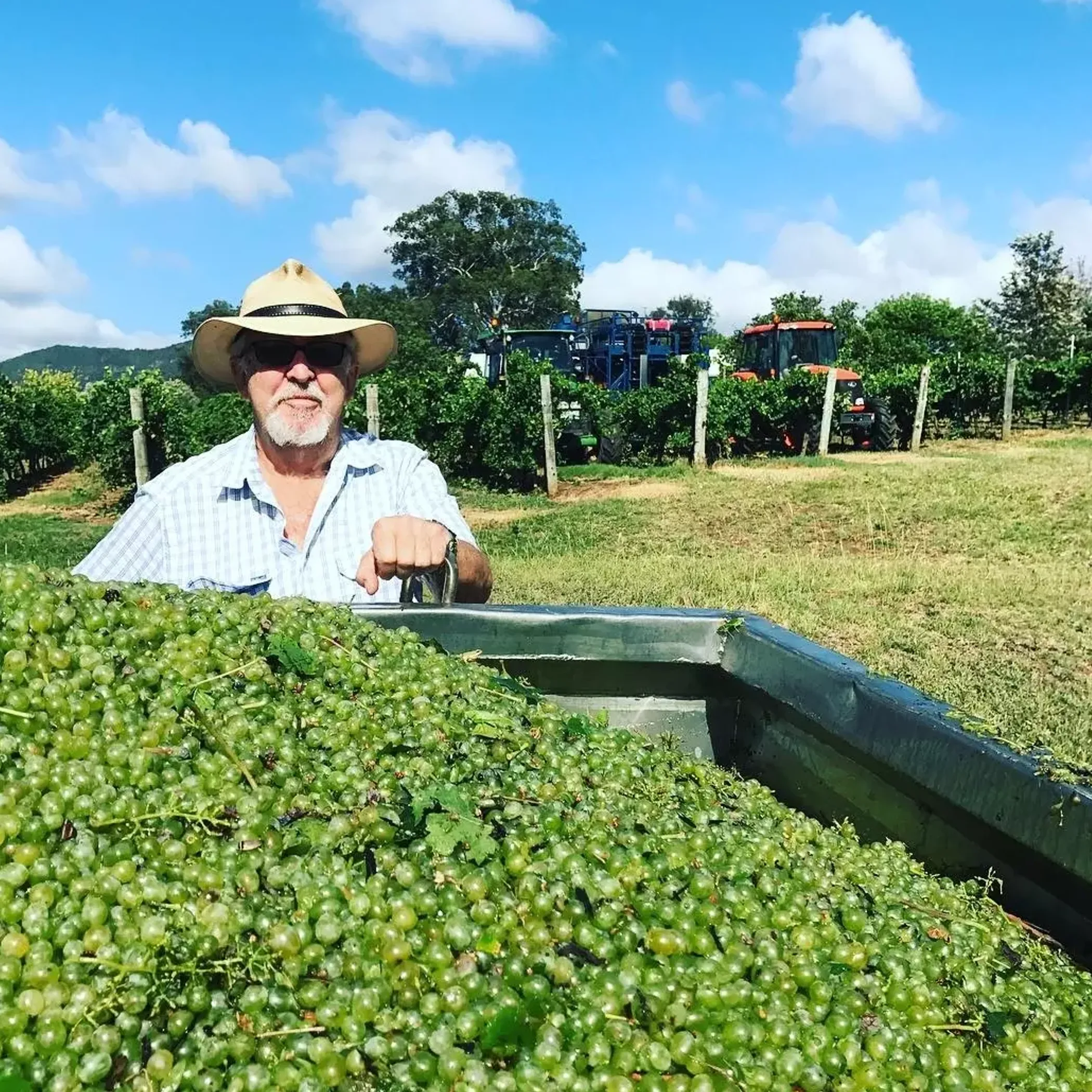 vineyard harvest in australian wine region