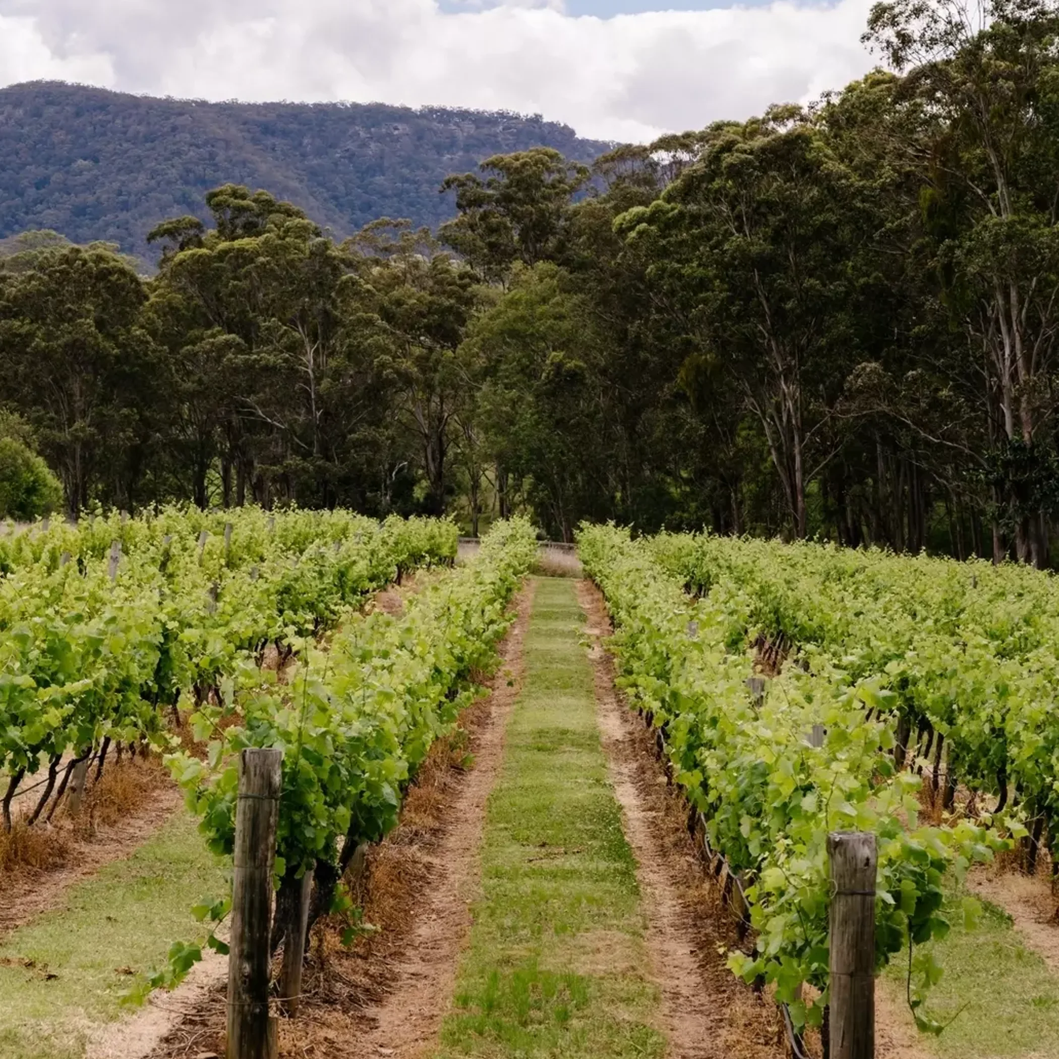australian wine-region vineyard